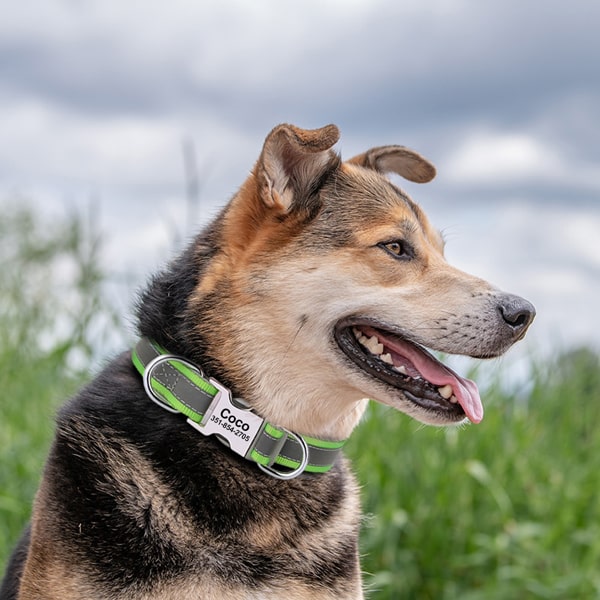 Collier avec prénom gravé pour Jack Russel