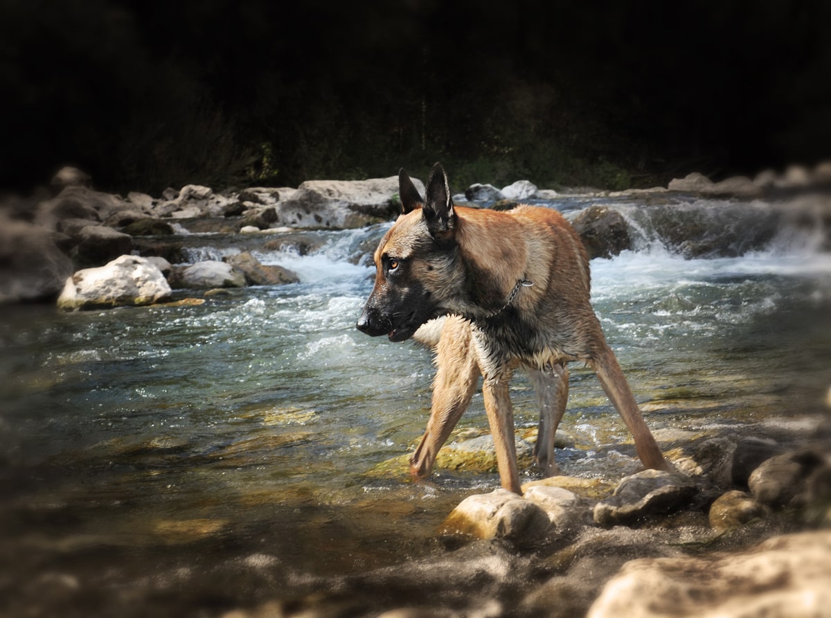 Harnais matelassé pour chien malinois «Journée de marche» - H32