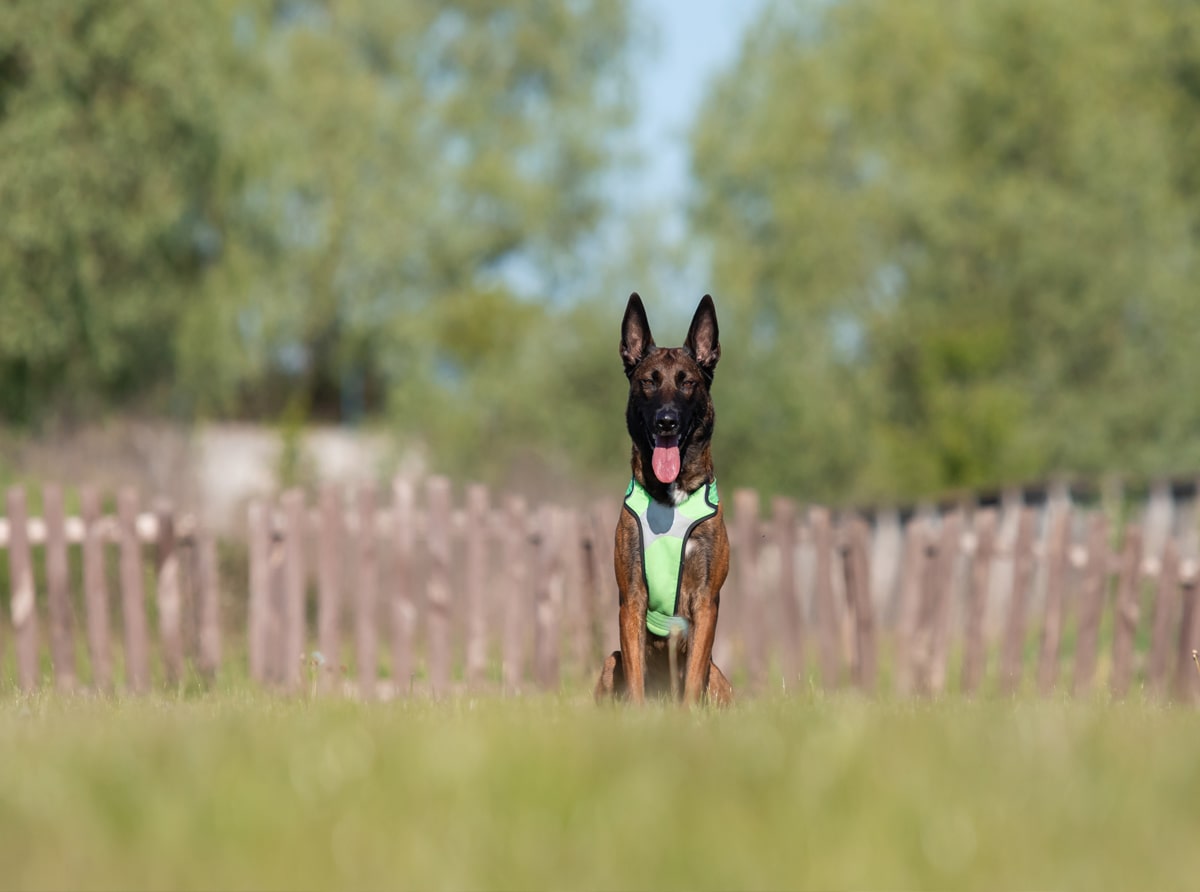 harnais malinois