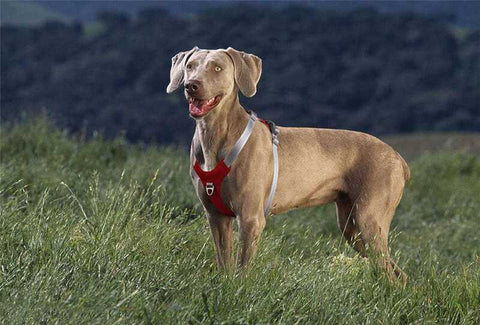 Harnais pour chiens qui tirent en laisse