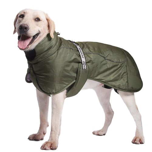 manteau pour golden retriever