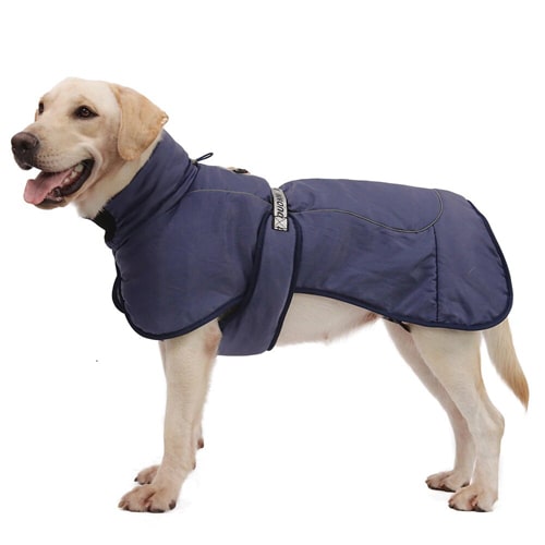 manteau pour golden retriever