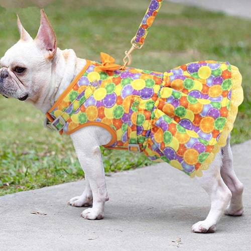 robe pour chien portée par un bouledogue