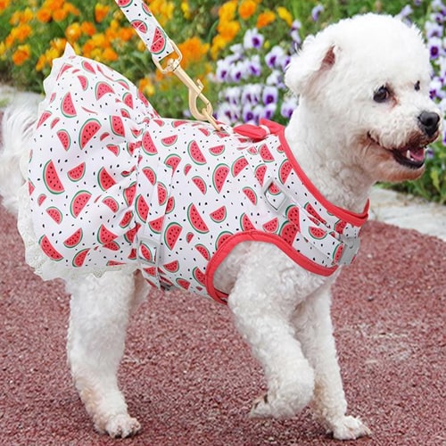 robe pour chien portée par un bichon maltais