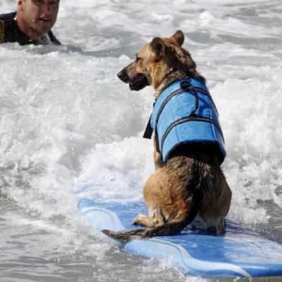 veste de flottaison pour chien
