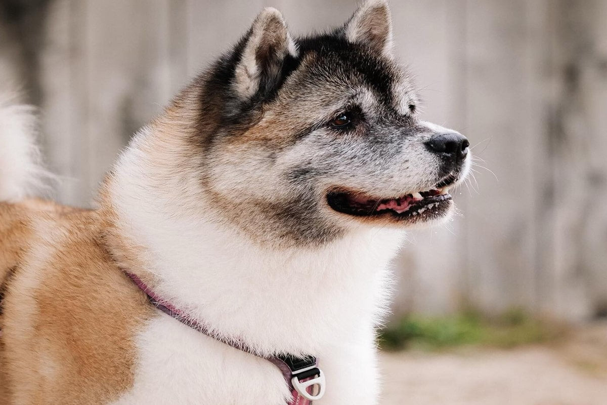L'akita est une race de grand chien japonaise