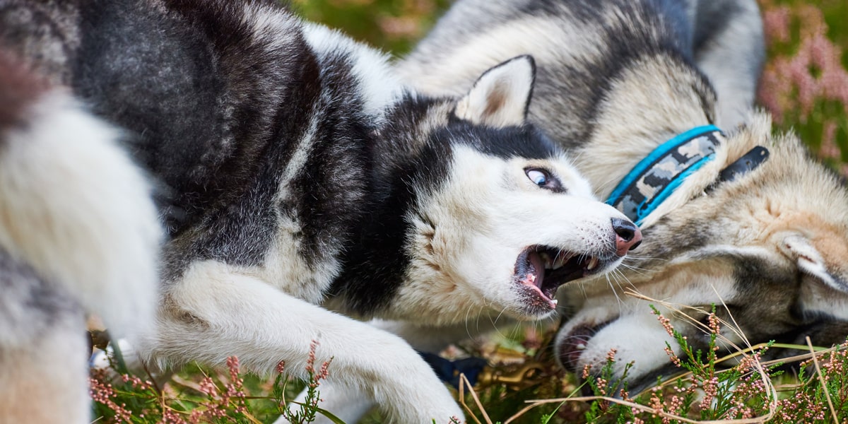 isoler les chiens pour stopper une bagarre