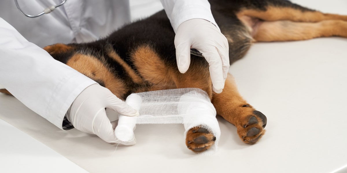 image d'un chien blessé après une bagarre