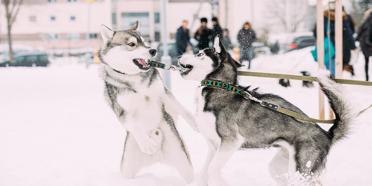 comment arrêter une dispute de chiens