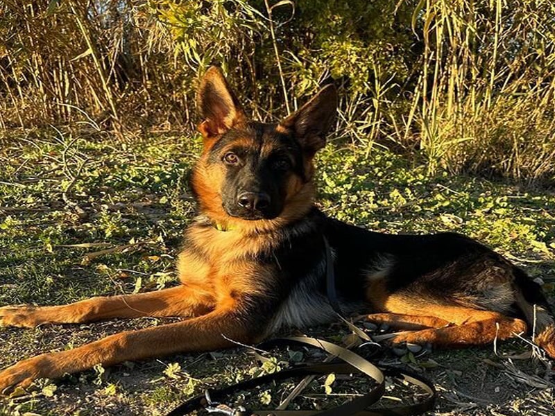 chien berger allemand gardant un troupeau