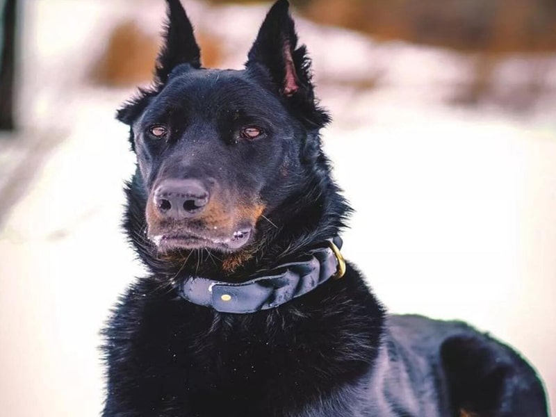 Chien beauceron ou berger de beauce