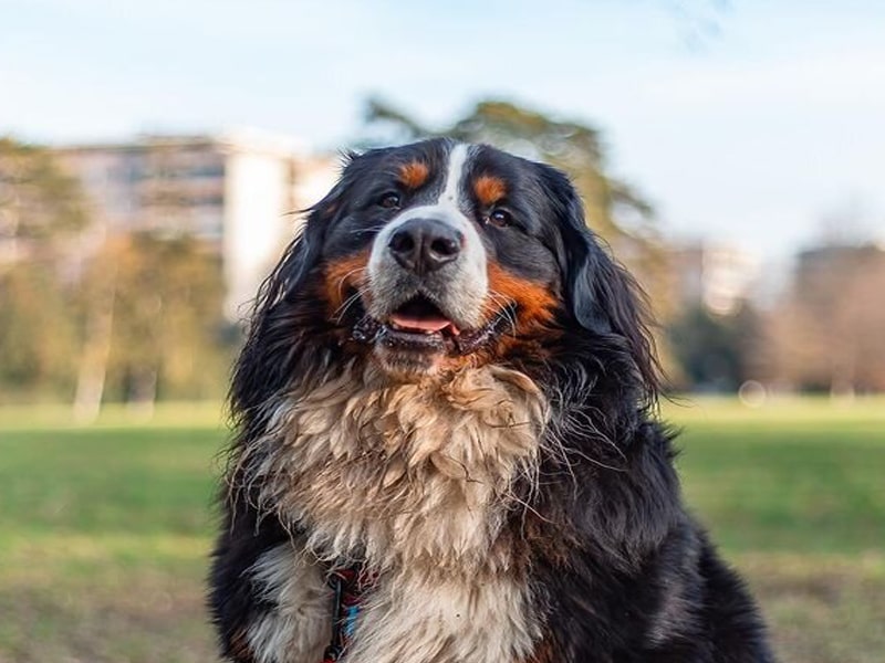 Le bouvier bernois