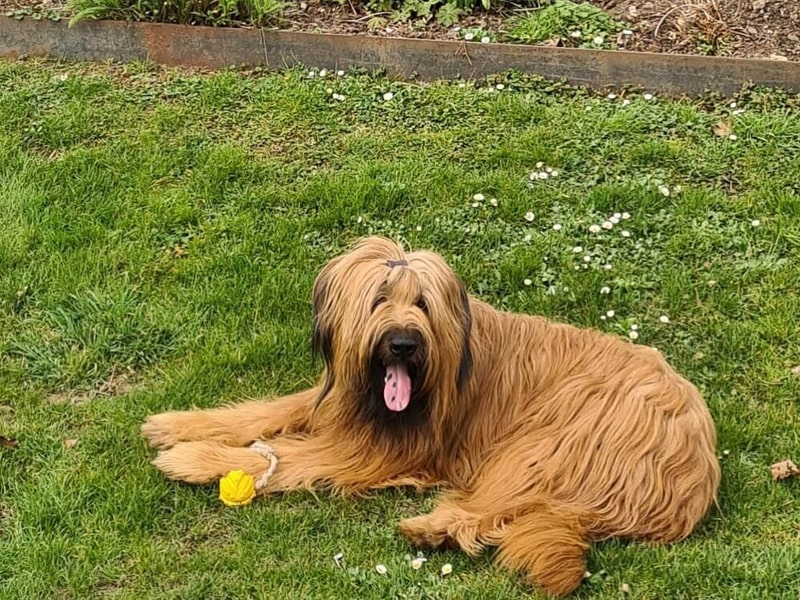 Chien berger Briard