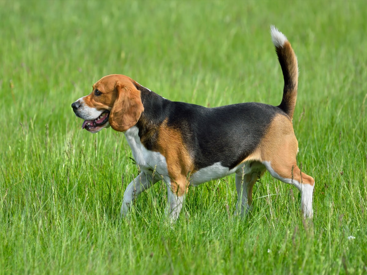 Le beagle