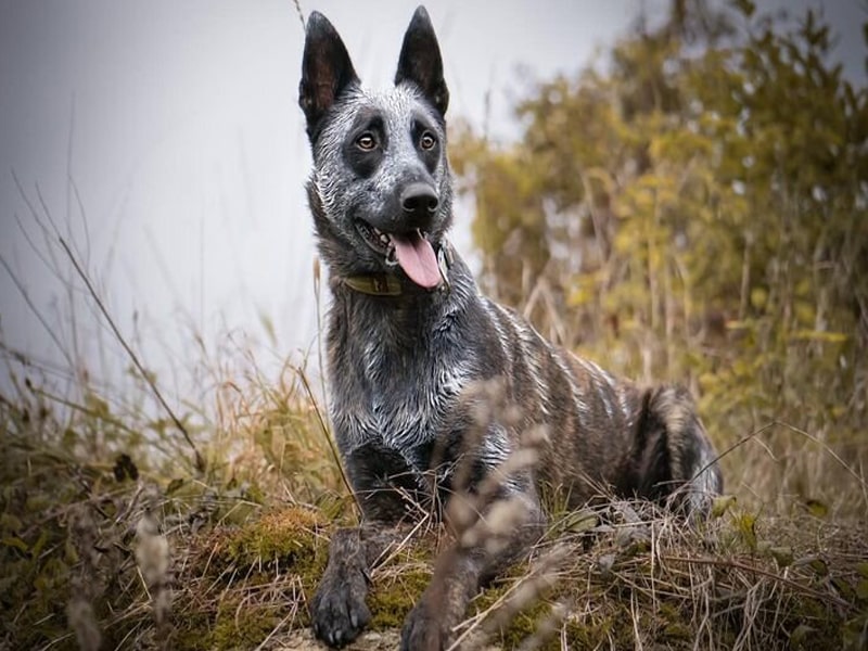 chien berger hollandais