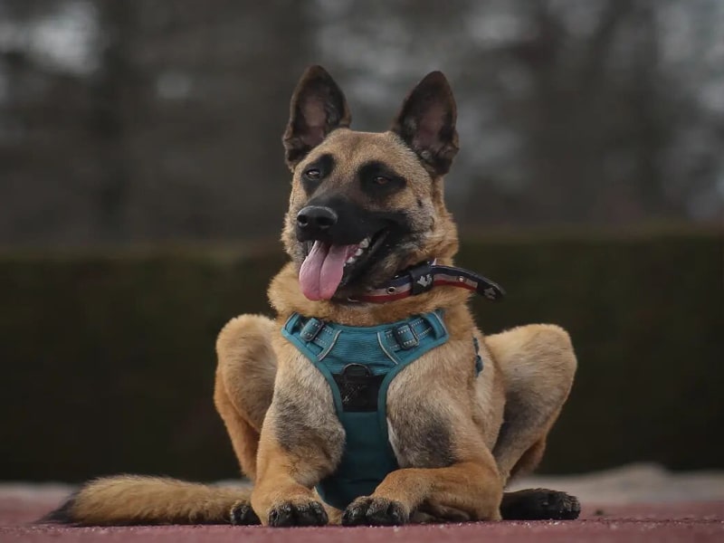 Le malinois est un superbe canidé