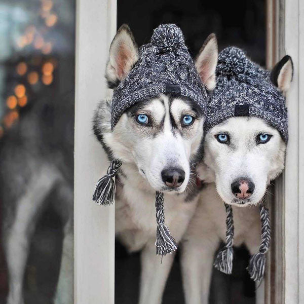 Bonnet en laine pour chien porté par des huskys