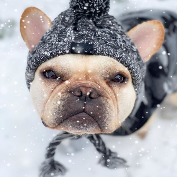 Bonnet pour chien en laine porté par un bouledogue