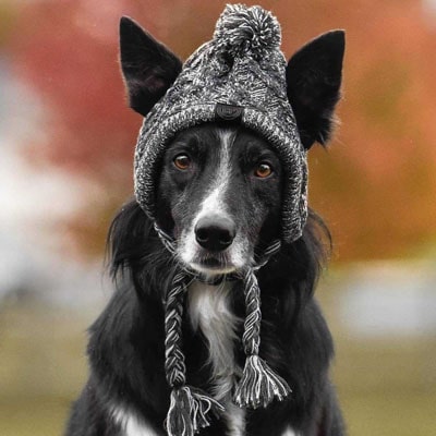 Bonnet en laine porté par un petit chien