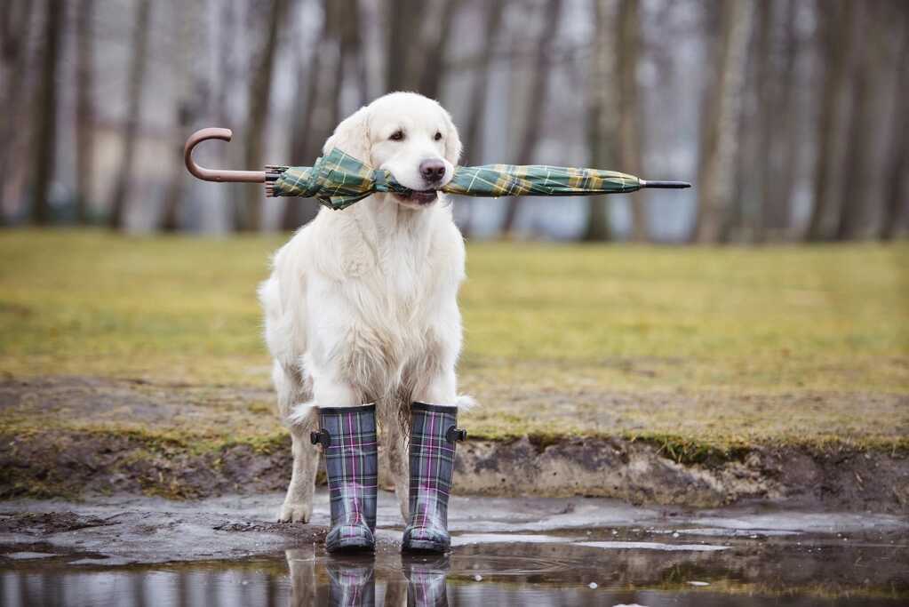 Bottes pour chien