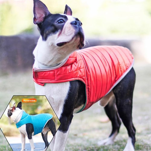 veste pour bouledogue en image