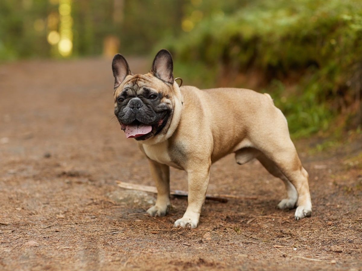 Le bouledogue francais