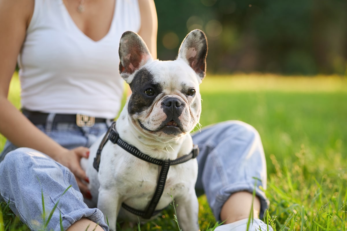 PawsMotion Premium Harnais pour bouledogue français avec laisse Compag