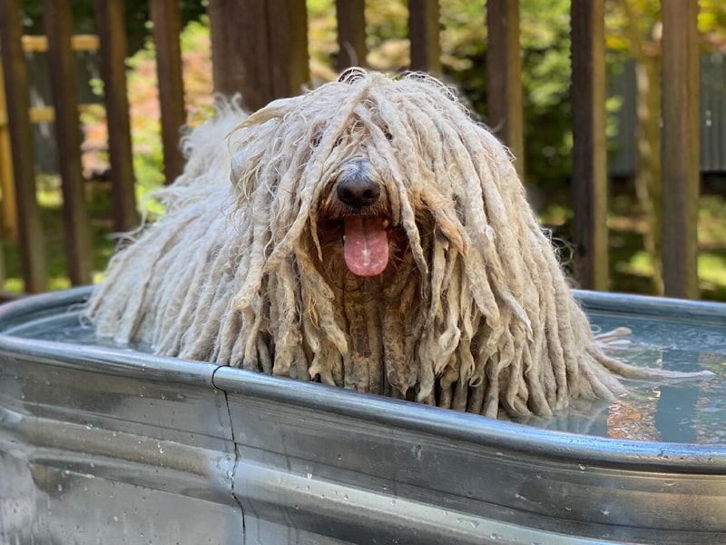 Le puli est un grand chien de berger