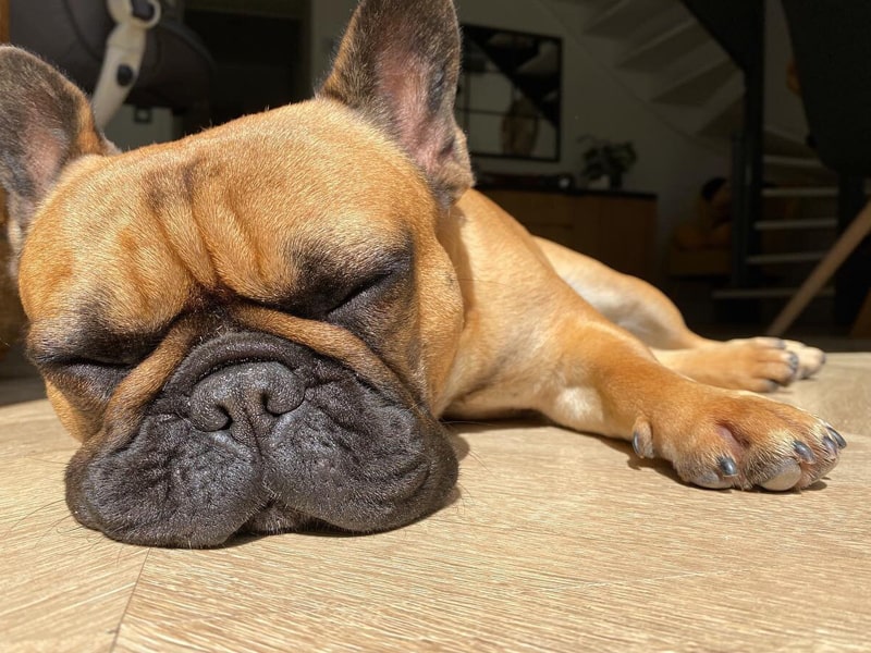 L'obésité est un facteur aggravant du syndrome brachycéphale chez le chien