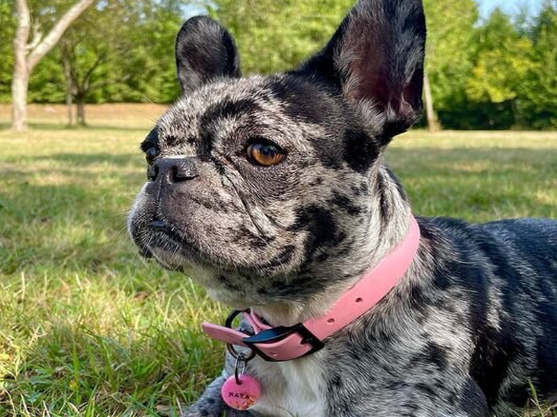 Les yeux sensibles d'un chien brachycéphale