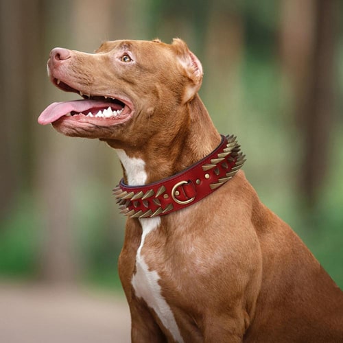 image du collier en cuir pour bull terrier