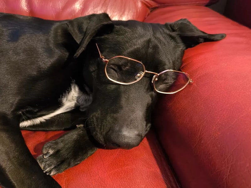 Un couchage relaxant peut aider à calmer un chien