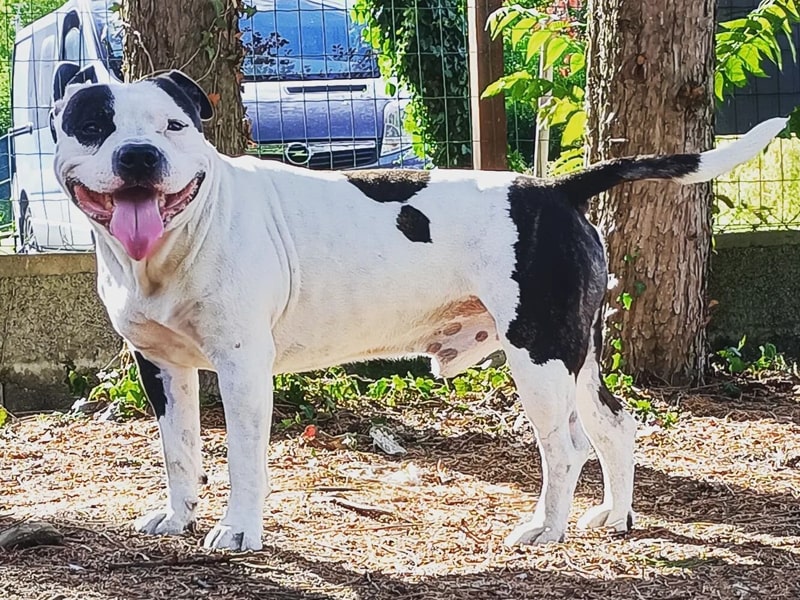 chien excité et agressif