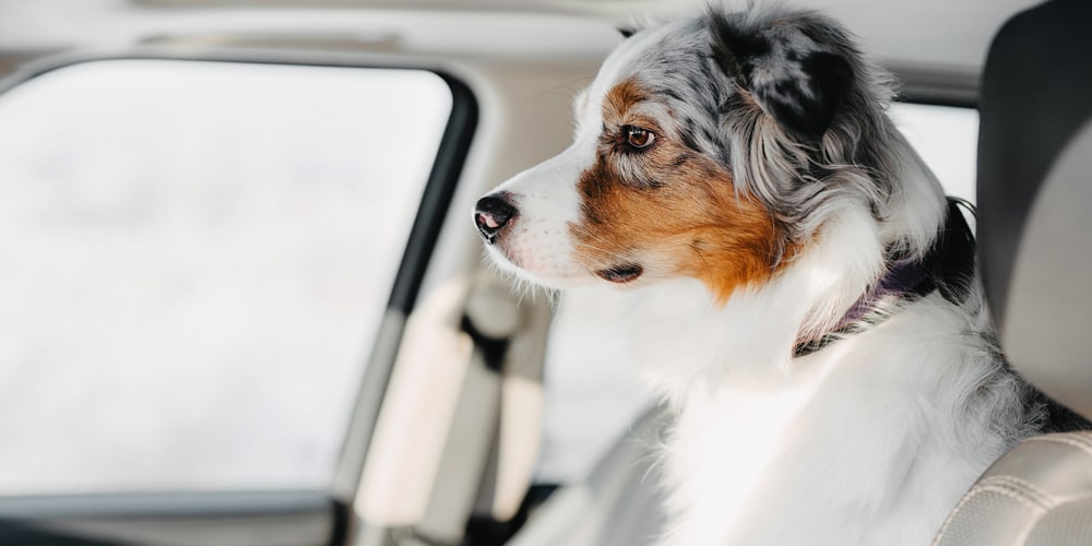 Un chien stressé dans une voiture