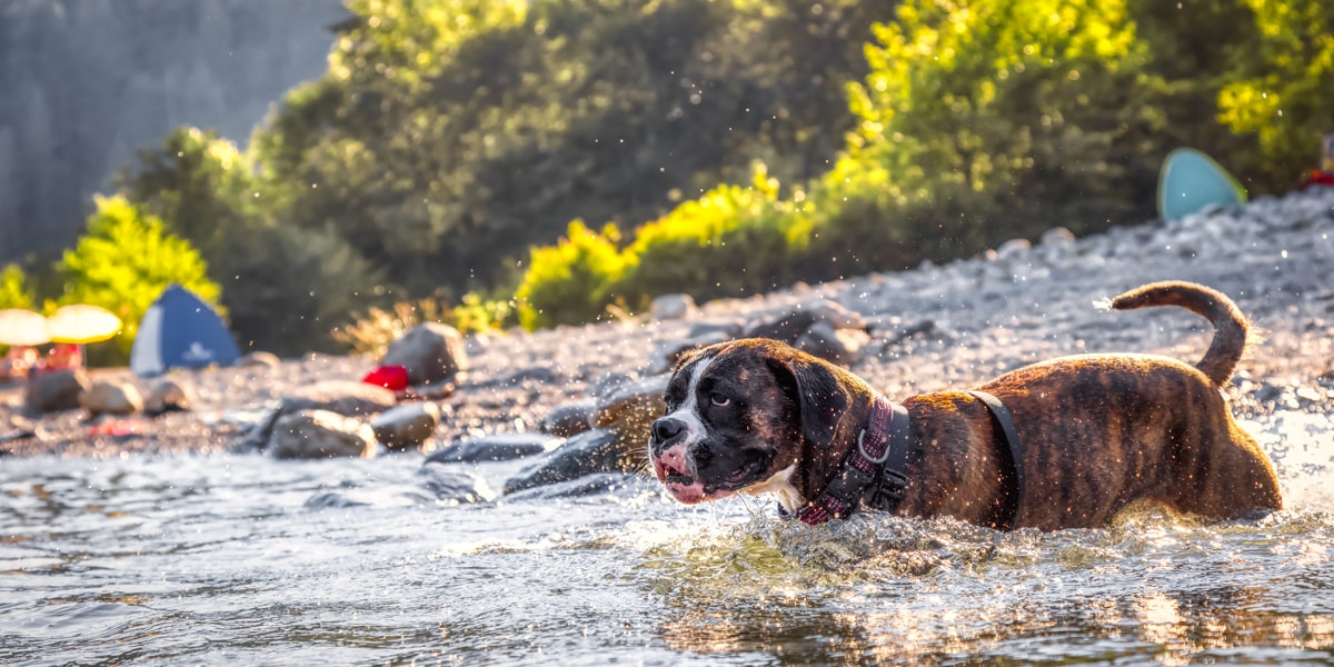 coup de chaud chez un chien