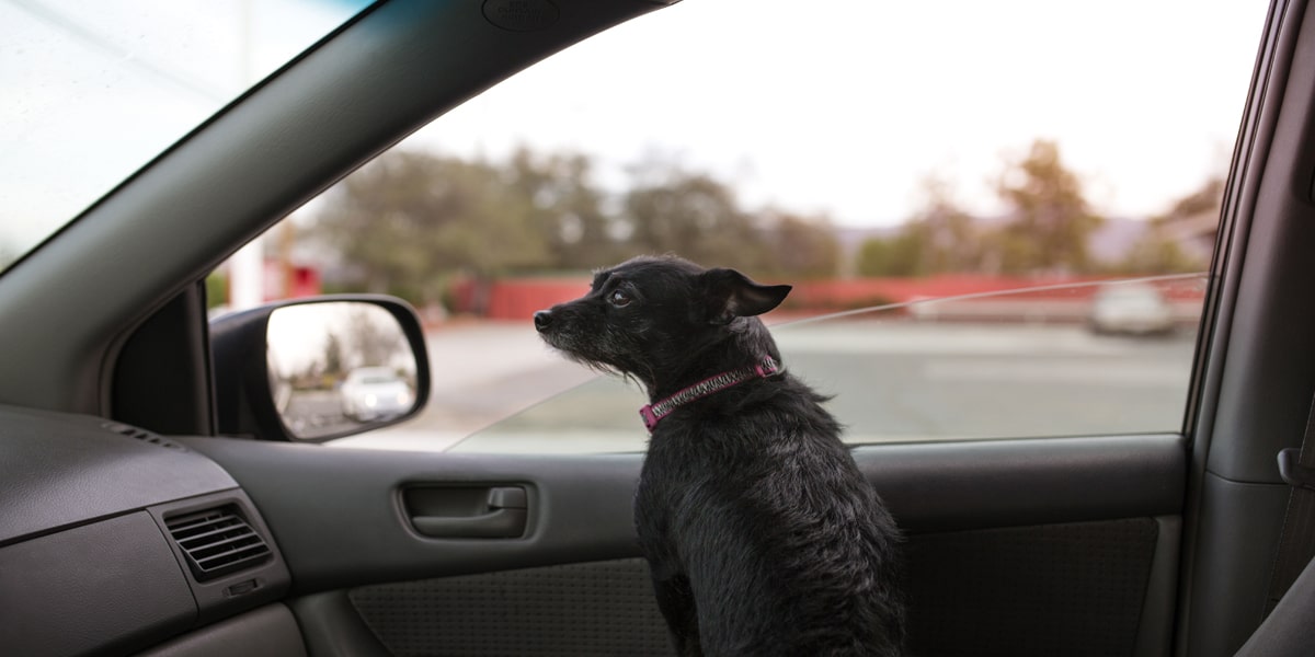 coup de chaleur d'un chien en voiture