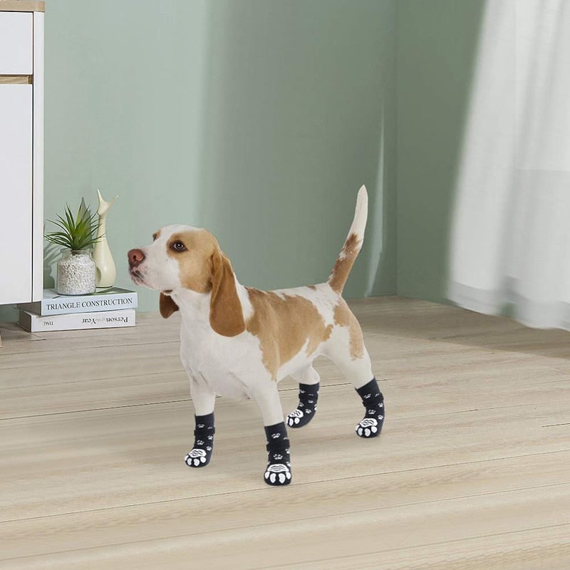 image d'un petit chien yorkshire portant des chaussettes pour chiens antidérapantes