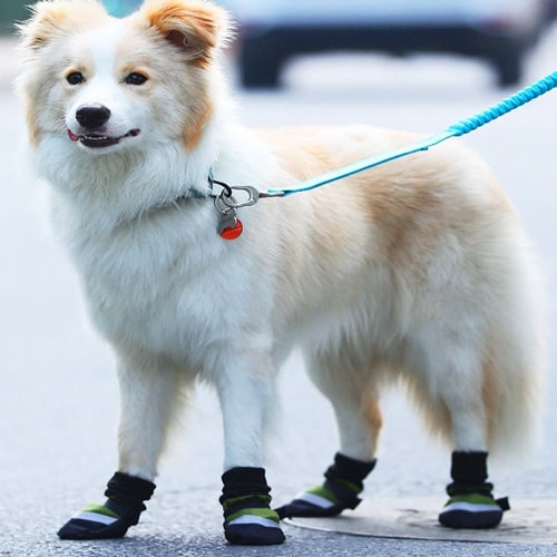 chaussons pour petit chien