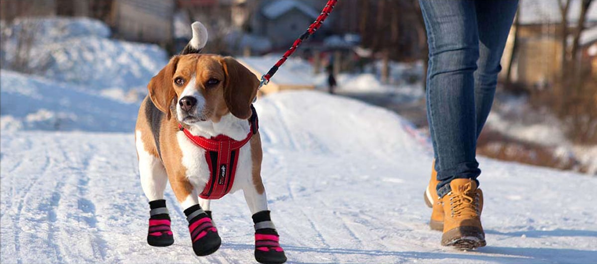 Pourquoi équiper votre animal de compagnie de chaussures pour chiens ?