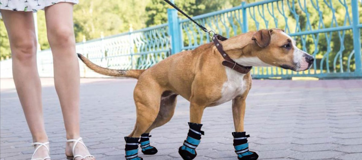 Porter des chaussures pour chiens protège l'animal des blessures