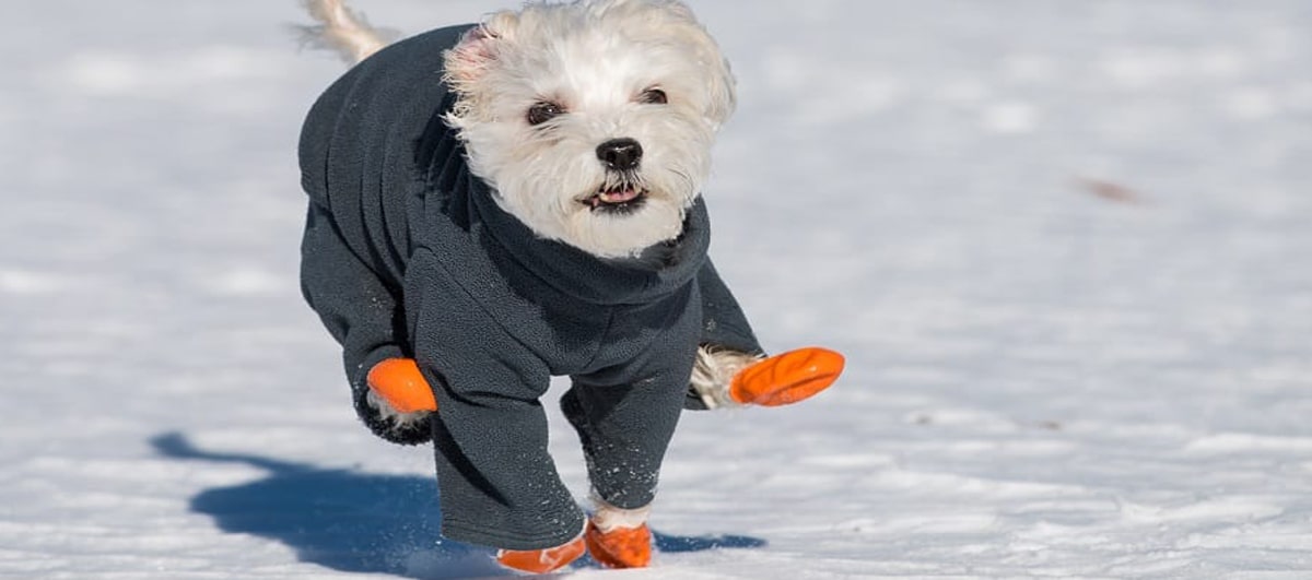 petit chien avec des chaussures de neige