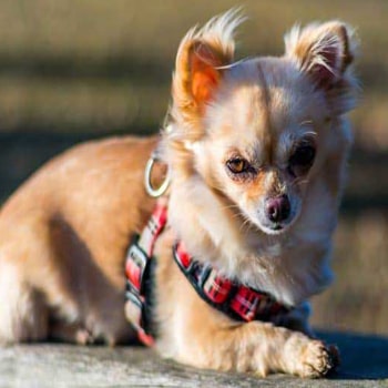 harnais chihuahua puppia en photo