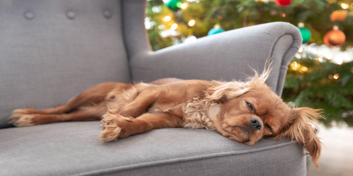 image d'un chien narcoleptique