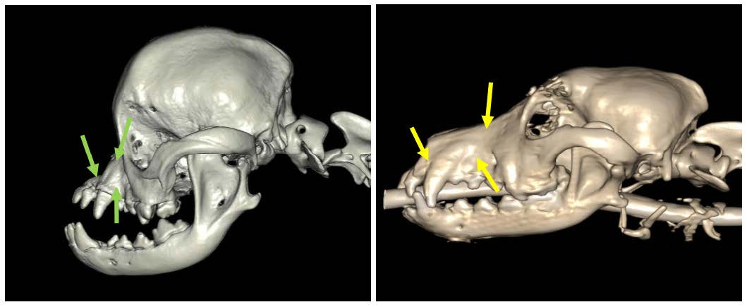 Implantation dentaire anarchique d'un chien brachycéphale