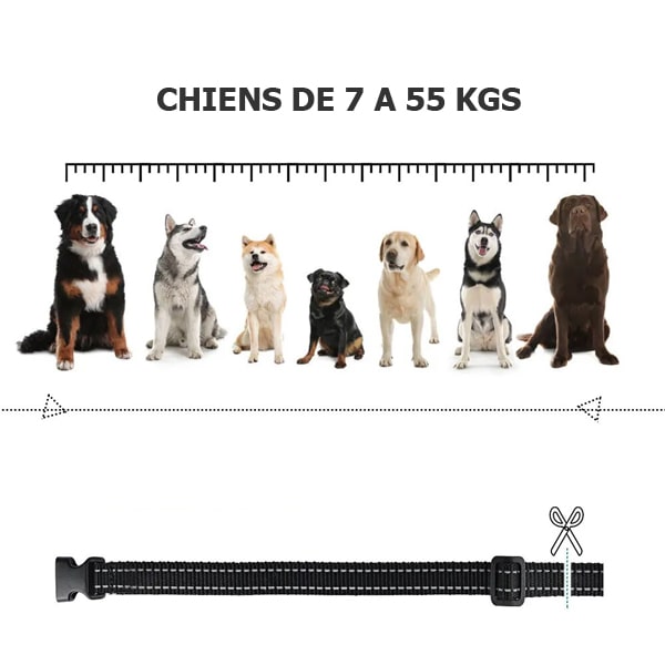 Les tailles du collier de dressage pour jack russel