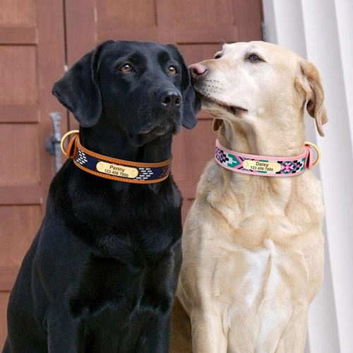 collier gravé ethnique sur deux labradors