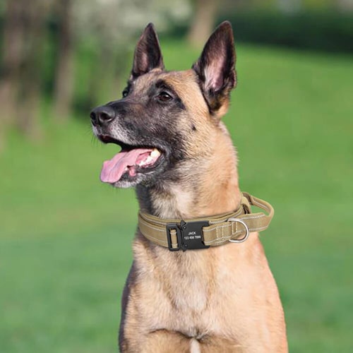 sur un malinois