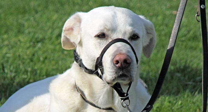 image d'un collier halti sur un chien