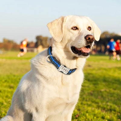 image du collier sur un labrador