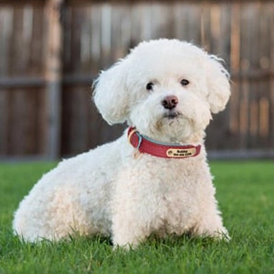 image du collier personnalisé sur un bichon maltais